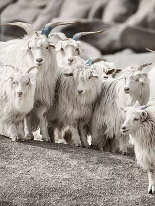 cashmere goats