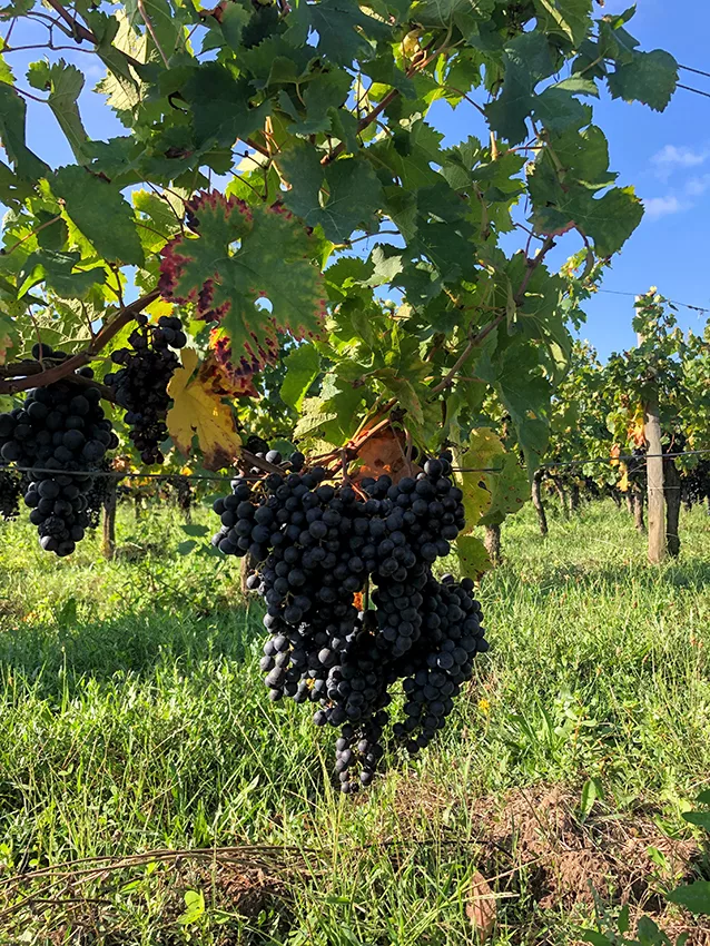 Grapes copy grapes on the vine